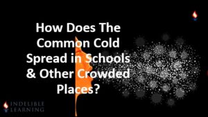 What is the Common Cold and How Does It Spread in Schools And Other Crowded Places?