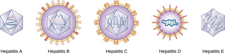 HepatitisABCDE - Indelible Learning