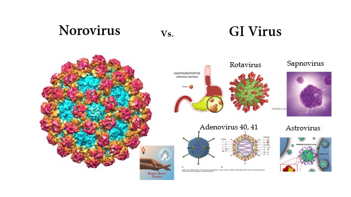 Difference Between Norovirus & GI Virus & How to Prevent Outbreak? - Indelible Learning Difference Between Norovirus & GI Virus & How to Prevent Outbreak?