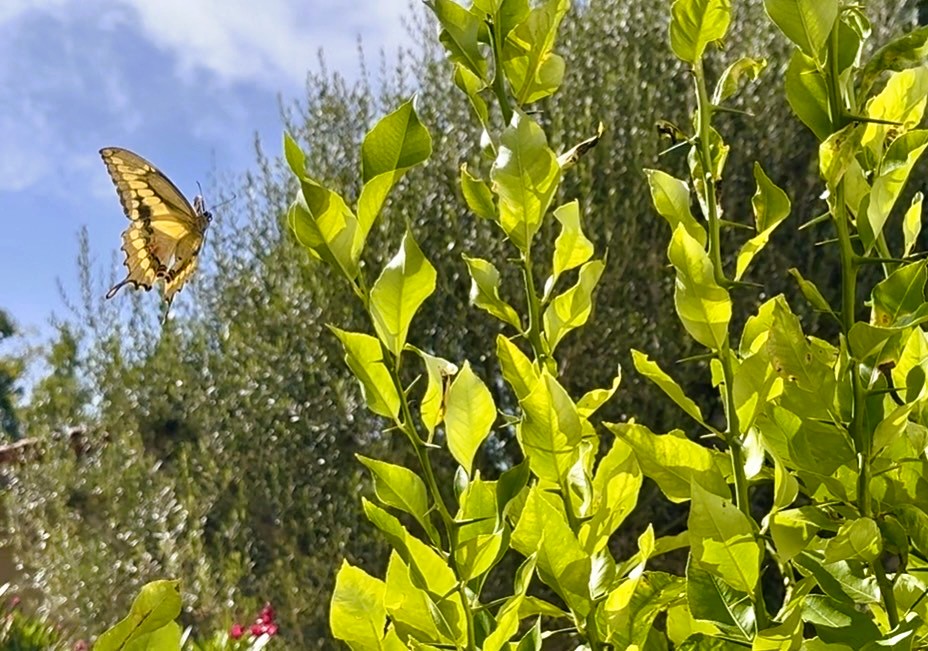 What My Mama, a Butterfly, and an Old Tree Taught Me About Raising Compassionate, Successful Children - Indelible Learning What My Mama, a Butterfly, and an Old Tree Taught Me About Raising Compassionate, Successful Children